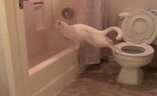 Dạy mèo đi ị toilet nhưng không thành công