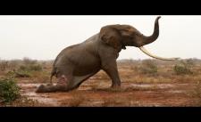 Cứu một chú voi khỏi bị nhiễm độc do tên bắn