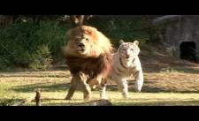 Hổ và sư tử yêu nhau - loạn cmnr :))